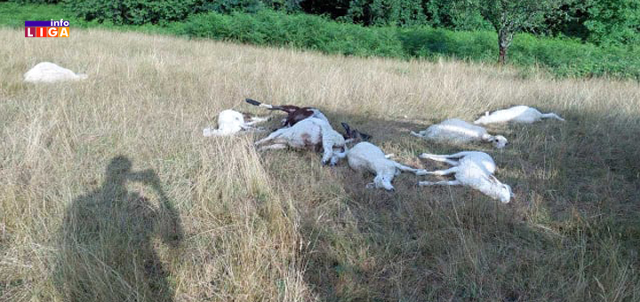 IL-ovce-stradale-u-grbicima-tekst- Ivanjica: Nevreme odnelo stado ovaca (VIDEO)