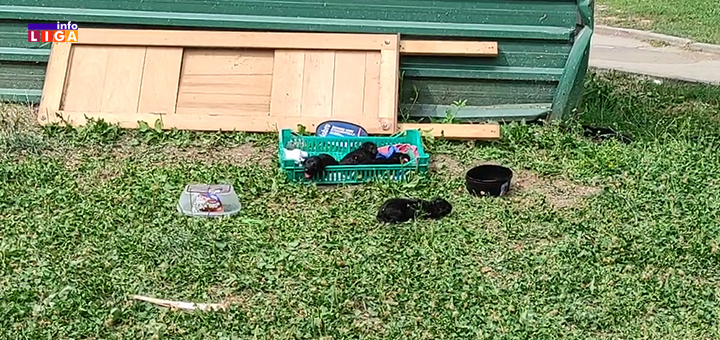 IL-stenci-u-parku- Zločinački čin u ivanjičkom parku (VIDEO)