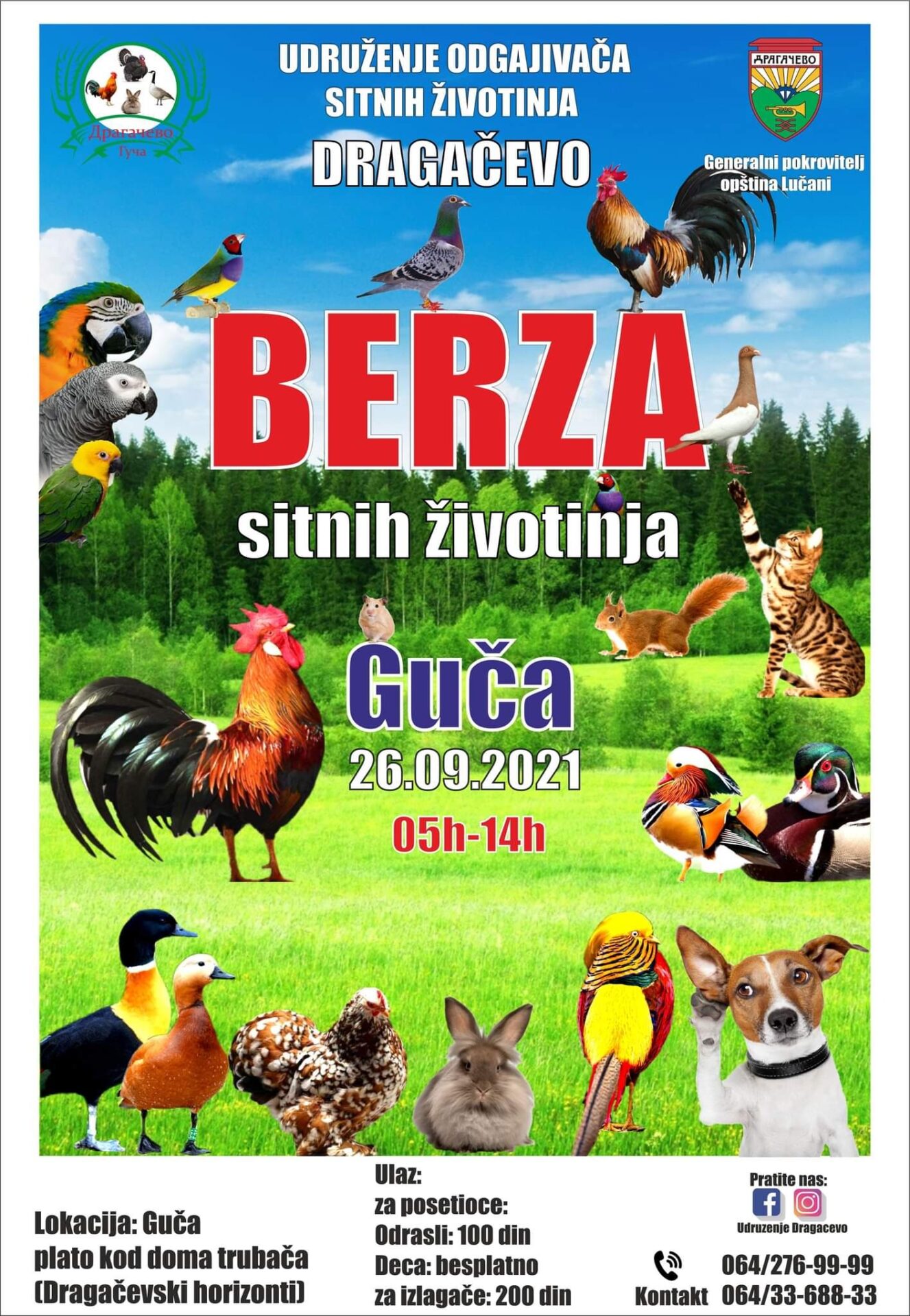 IL-berza-sitnih-zivotinja-Guca-1 Prva berza sitnih životinja u Guči (VIDEO)