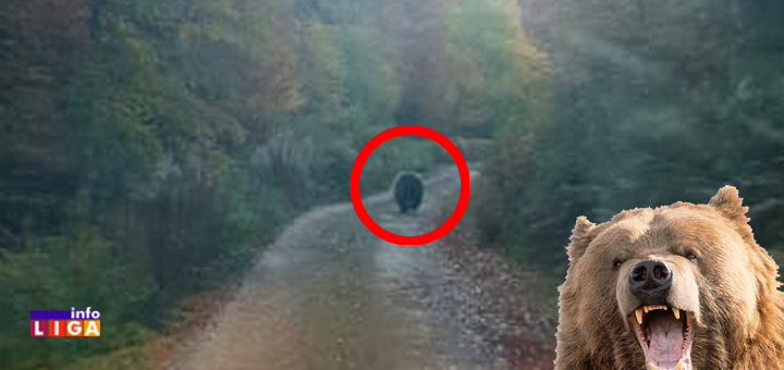 IL-Mecka-u-Vucaku-ilustracija- HIT SNIMAK : Ivanjičani uplašili mečku (VIDEO)