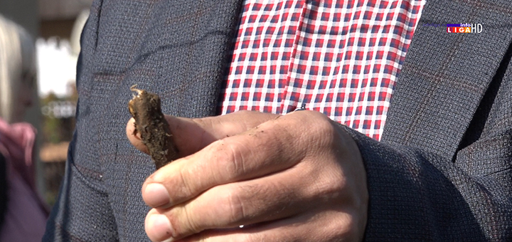 IL-stabljika-maline-1 Ivanjica: Kako obezbediti siguran prinos malina preko 10 tona po hektaru (VIDEO)