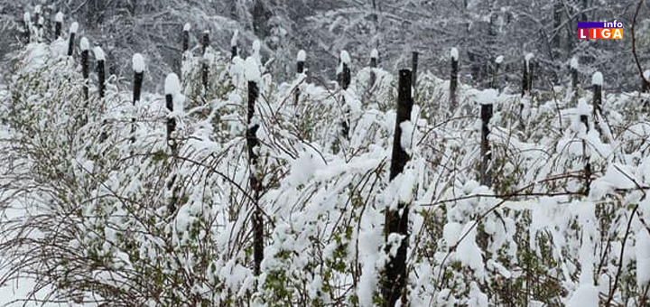 IL-maline-pod-snegom Besplatna zimska škola poljoprivrede