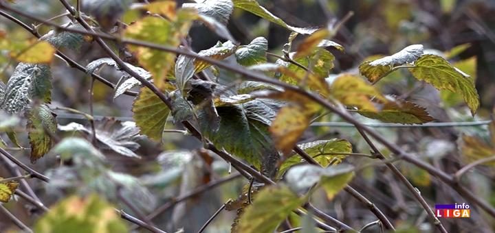 IL-organska-malincoza- Sanja Maričić iz Ivanjice proizvodi organsku malinu i to veoma uspešno (VIDEO)