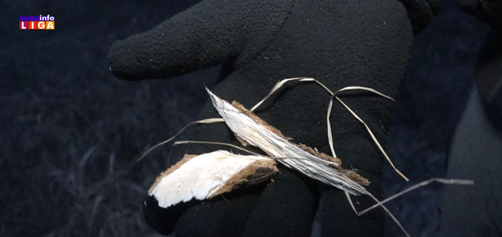 IL-badnjak Predsednik opštine Ivanjica isekao badnjak i čestitao sugrađanima praznike (VIDEO)