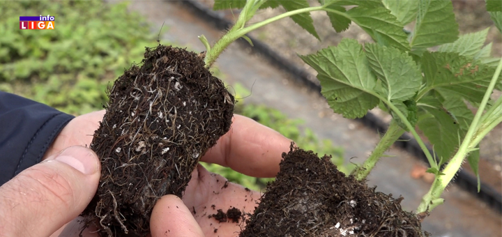 IL-Analiza-zemljista- Besplatna analiza plodnosti zemljišta u zasadima malina u Ivanjici