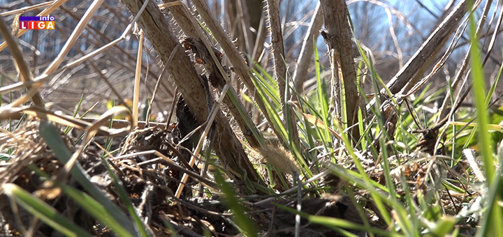 IL-lastari-maline- Nerandžić : "PH vrednost zemljišta dobra za proizvodnju maline u Ivanjici" (VIDEO)