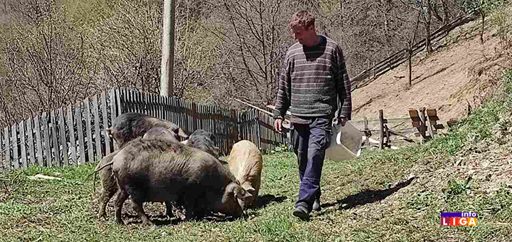IL-Jovo-mangulica-Luke- Ivanjica: ''Svi me pitaju šta će ti te mangulice, ne znaju ljudi koliko je to zdravo meso'' (VIDEO)