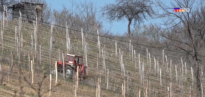 IL-Malinjak- Radović: Malinjaci u lošem stanju - cena bi mogla da ide i do 1000 dinara (VIDEO)