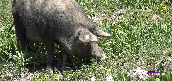 IL-Mangulica- Ivanjica: ''Svi me pitaju šta će ti te mangulice, ne znaju ljudi koliko je to zdravo meso'' (VIDEO)