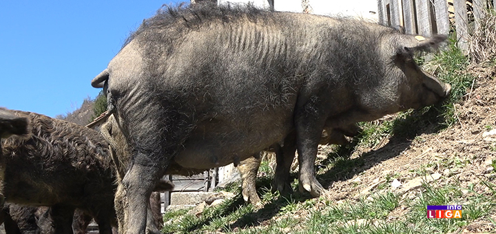 IL-Mangulica-jedan- Ivanjica: ''Svi me pitaju šta će ti te mangulice, ne znaju ljudi koliko je to zdravo meso'' (VIDEO)