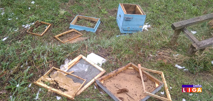 IL-Medved-kosnice- Ivanjica: Medvedi upali u pčelinjak i napravili haos
