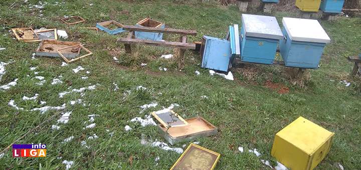 IL-Medved-kosnice-2- Ivanjica: Medvedi upali u pčelinjak i napravili haos
