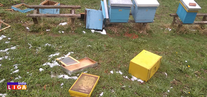 IL-Medved-kosnice-3 Ivanjica: Medvedi upali u pčelinjak i napravili haos