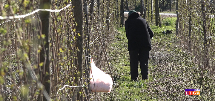 IL-Radnici- Ivanjica: Bolja cena malina uvećaće i dnevnice beračima (VIDEO)