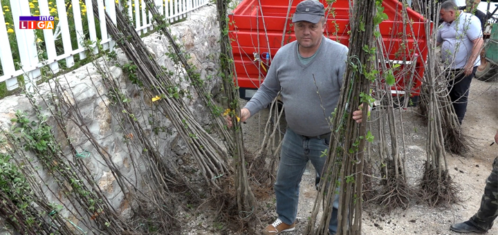 IL-sadnice- Ivanjički voćari dobili  1 700 sertifikovanih sadnica  (VIDEO)