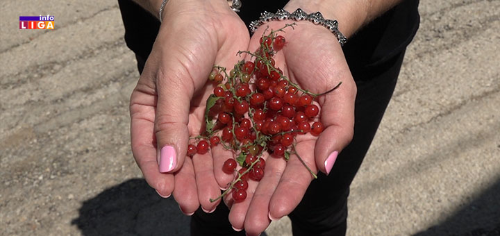 IL-Ceri-Veri- "Sve se može kad se hoće" - Radoš iz Ivanjice uzgaja paradajz i papriku na betonu (VIDEO)