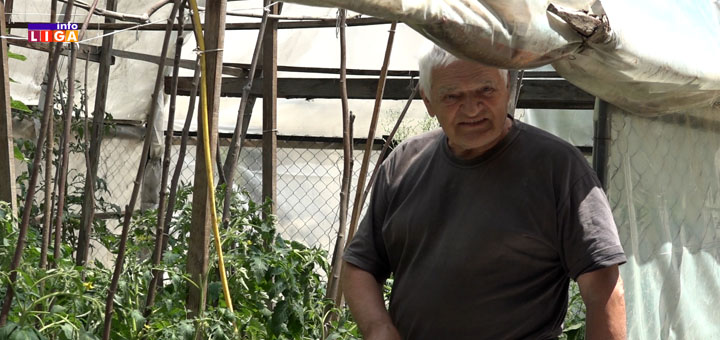 IL-Ceri-Veri-Guzicar-paradajz "Sve se može kad se hoće" - Radoš iz Ivanjice uzgaja paradajz i papriku na betonu (VIDEO)