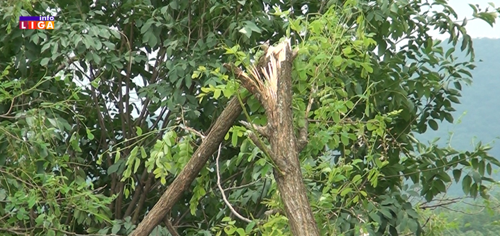 IL-drvo-puklo-od-groma- Nebo u Arilju progutalo preko trista hektara - prizori jezivi (VIDEO)