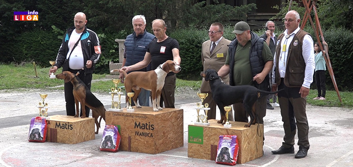 IL-izlozba-pasa-gonica-2022 Pobednik XV Specijalizovane izložbe pasa gonica u Ivanjici je Lisko iz Medveđe (VIDEO)