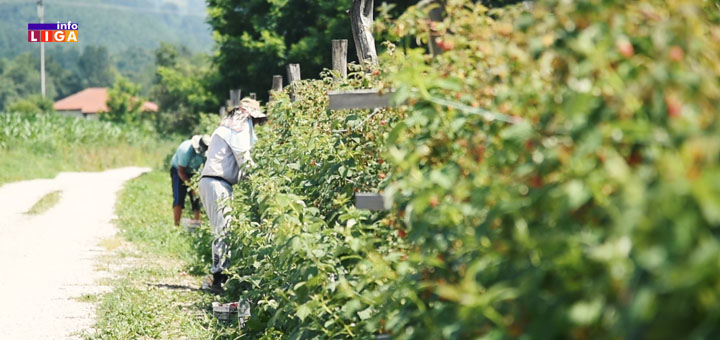 IL-malinari-beru- Zašto je u Ivanjici i Arilju, srcu malinarstva, cena otkupa niža u odnosu na Mačvu? (VIDEO)