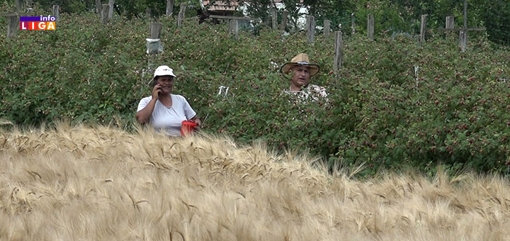 IL-malinari-radnici-saban- Radnici iz čitave Srbije na berbi u Ivanjici - "Šaban trese Priličko polje" (VIDEO)