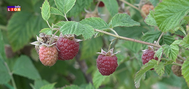 IL-maline- Šta su sve tražili malinari na sastanku u Ministarstvu poljoprivrede i šta im je obećano (VIDEO)