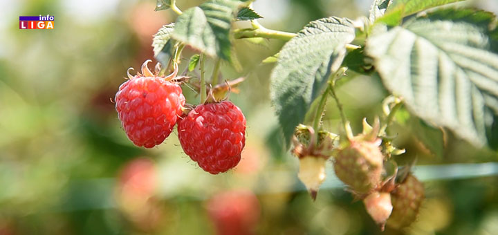 IL-maline-1-1 I dalje nema konkretnog rešenja za isplatu dugovanja ovogodišnjeg roda malina (VIDEO)