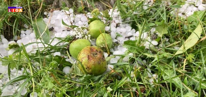 IL-grad-obrao-jabuke- Ivanjica - Grad veličine oraha naneo nezapamćenu štetu poljoprivrednim usevima i infrastrukturi (VIDEO)