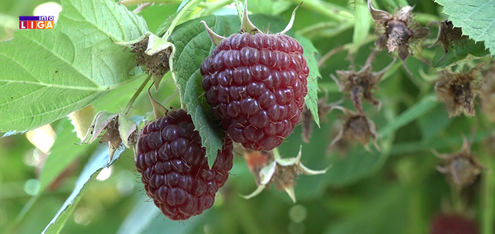 IL-malina-Rada-Damljanovica Šta očekuje malinare ove godine (VIDEO)