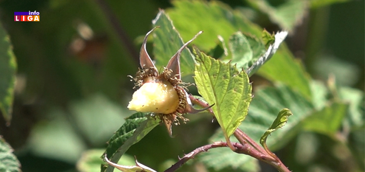 kradja-malina Malinari u Ivanjici odlučili da lopovima stanu na put (VIDEO)