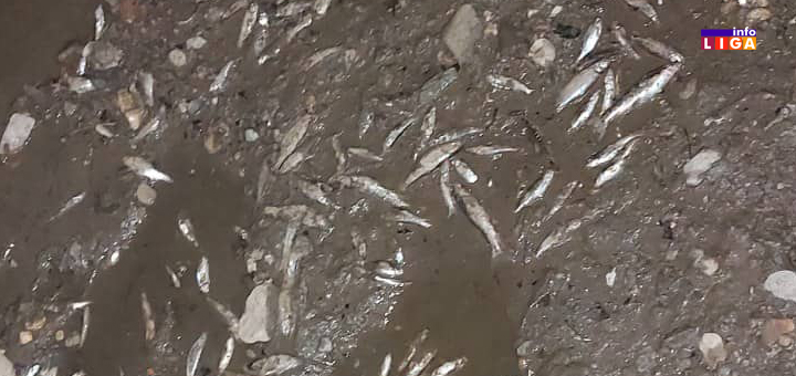 IL-Pomor-ribe-4 Pomor ribe u Moravici zbog naglog ispuštanja vode na brani u Klisuri