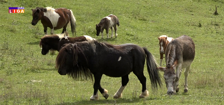 IL-PONI-Pandurevici- Ivanjica: Polia, Milenko i Božo nesvakidašnja atrakcija (VIDEO)