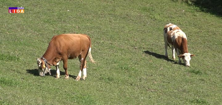 IL-krave2 ''Mleka nema niti ćemo ga proizvoditi po ovoj otkupnoj ceni'' kažu ivanjički stočari (VIDEO)