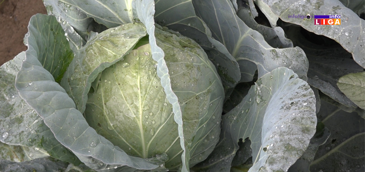 IL-kupus- Kupus je nekada bio zaštitni znak Prilika kod Ivanjice, a danas tek po neka njiva (VIDEO)