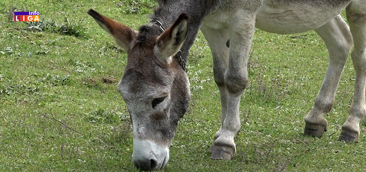 IL-magare-Bozo- Ivanjica: Polia, Milenko i Božo nesvakidašnja atrakcija (VIDEO)