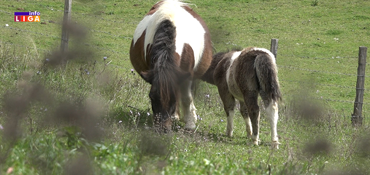 IL-panudrevici-poni-i-magare Ivanjica: Polia, Milenko i Božo nesvakidašnja atrakcija (VIDEO)
