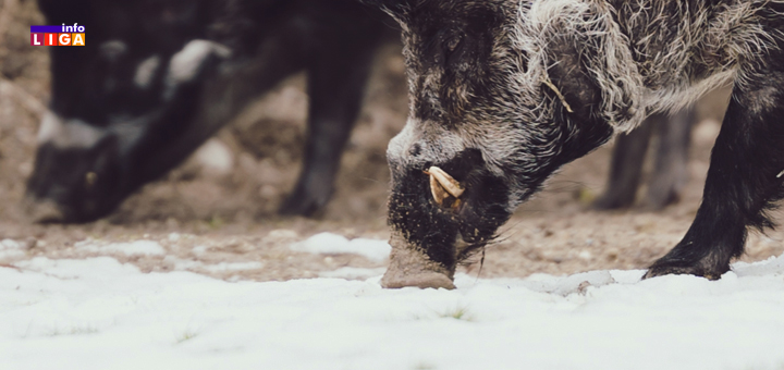 IL-Divlje-svinje- Ivanjica: Divlje svinje u civilizaciji - sve bliže gradskom području (VIDEO)