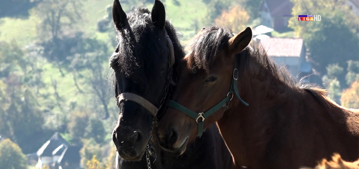 IL-konjici- Dragan iz Ivanjice ima nesvakidašnju životnu priču! Od Pokreta nesvrtstanih do rodnog kraja i ljubavi za ceo život (VIDEO)