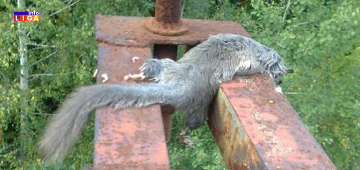 IL-puhovi-Bratljevo- Ivanjica: Meštani se hvataju za glavu-puhovi im ''zamračili život'' (VIDEO)
