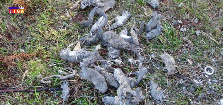 IL-puvaci- Ivanjica: Meštani se hvataju za glavu-puhovi im ''zamračili život'' (VIDEO)