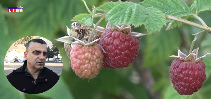 IL-Aco-Leposavic-malina- Kako će natprosečno visoke temperature u januaru uticati na maline i drugo voće (VIDEO)