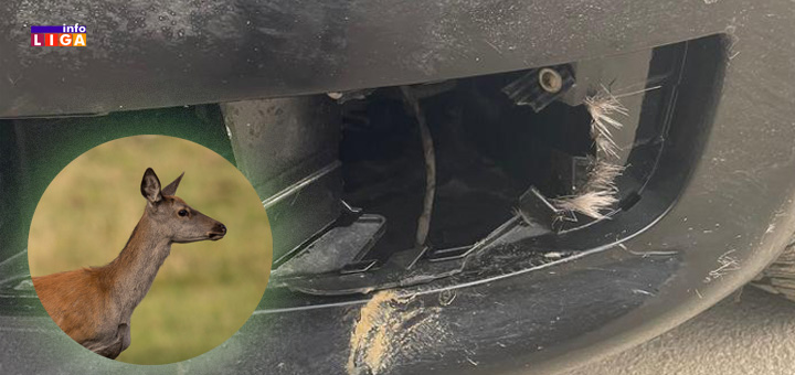 IL-Srna- Vozač iz Ivanjice u šoku- "Odjednom je nešto izletelo iz mraka i udarilo u auto"