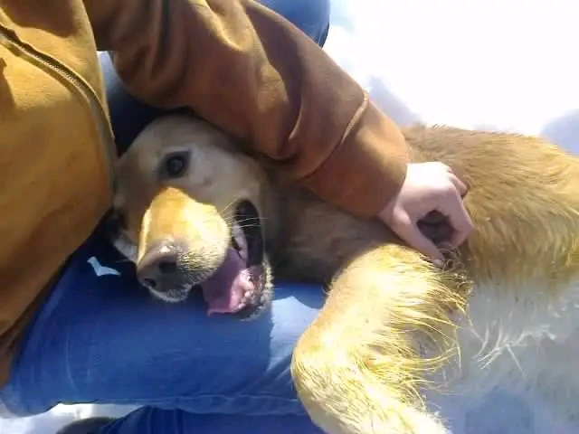 viber_slika_2023-01-05_13-18-26-995 Priča o dečaku sa autizmom i psu raznežiće i najtvrđa srca