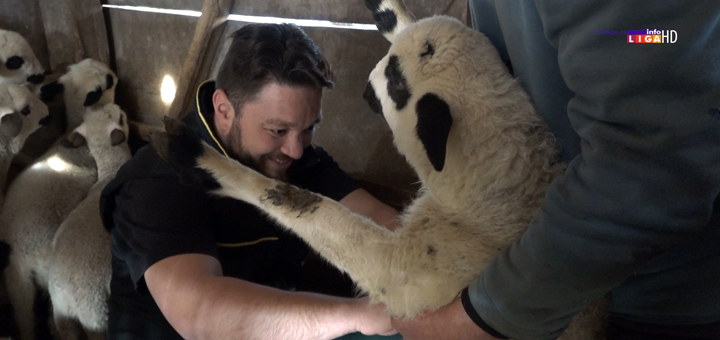 IL-naslovna-Radomir-Savic-veterinar- Umesto kancelarije izabrao prirodu-Radomir iz Ivanjice svoj poziv ne bi menjao ni za šta (VIDEO)