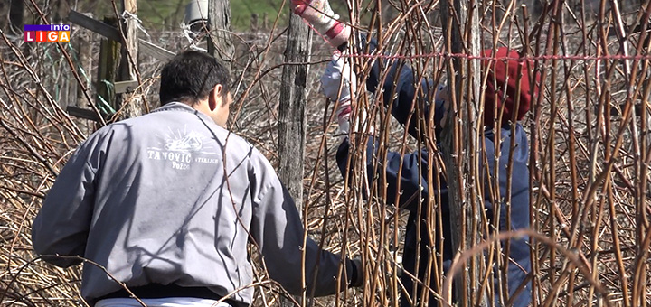 IL-Maline-Latvica- Malinari kročili u njive sa velikom neizvesnošću (VIDEO)