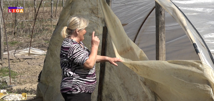 IL-Rasadnik-Gavrilovic- Gavrilovići dve decenije proizvode rasad povrća (VIDEO)