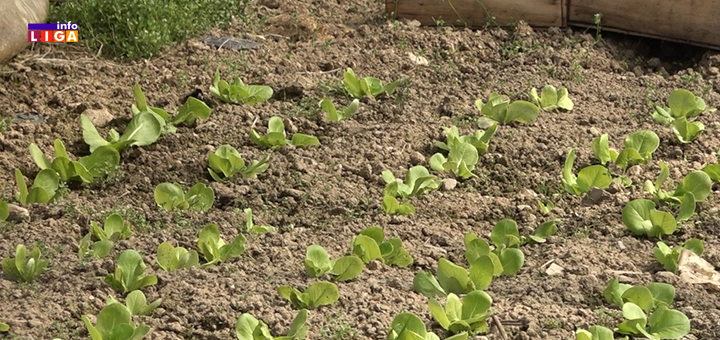 IL-Rasadnik-povrce- Gavrilovići dve decenije proizvode rasad povrća (VIDEO)