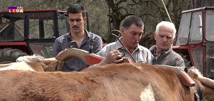 IL-Bugarcici- Deda Roćko ljubav prema rodnoj zemlji i ognjištu preneo na unuke: ''Ne bismo menjali dedovinu za fotelju nikada'' (VIDEO)