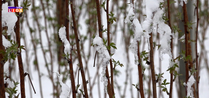 IL-Maline-sneg-april- Aprilski sneg naneo velike štete malinama i drugom voću (VIDEO)