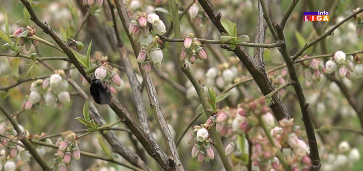 IL-Borovnica-Slavise-Jovanovica- Ivanjica - Maline u problemu, borovnice drže cenu (VIDEO)